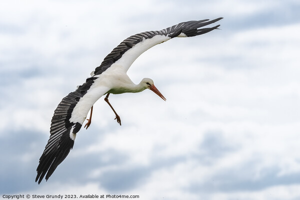 Graceful Stork in Flight Picture Board by Steve Grundy