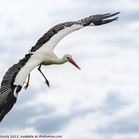 Buy canvas prints of Graceful Stork in Flight by Steve Grundy