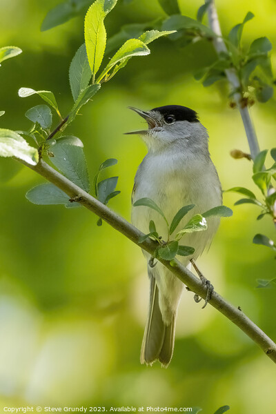 Melodeous Blackcap Picture Board by Steve Grundy