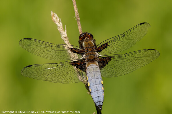 Broad Bodied Chaser Dragonfly Picture Board by Steve Grundy