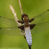 Buy canvas prints of Broad Bodied Chaser Dragonfly by Steve Grundy