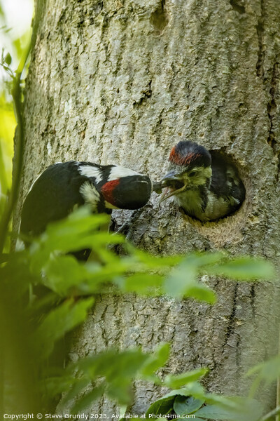 Great Spotted Woodpecker feeding chick Picture Board by Steve Grundy