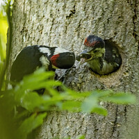 Buy canvas prints of Great Spotted Woodpecker feeding chick by Steve Grundy