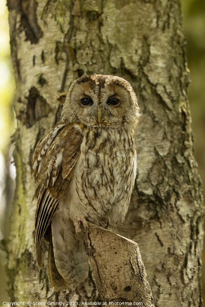 Silent Hunter - Camouflaged Tawny Owl Picture Board by Steve Grundy