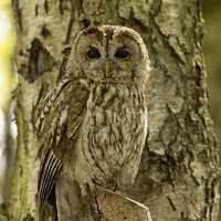Buy canvas prints of Silent Hunter - Camouflaged Tawny Owl by Steve Grundy