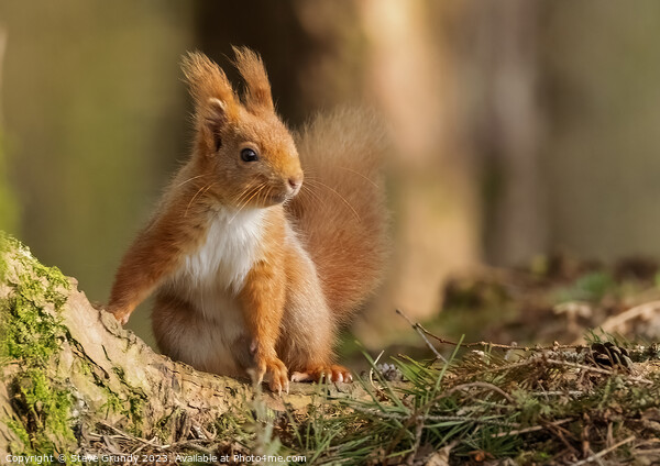 Chestnut Loving Red Squirrel  Picture Board by Steve Grundy