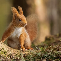Buy canvas prints of Chestnut Loving Red Squirrel  by Steve Grundy