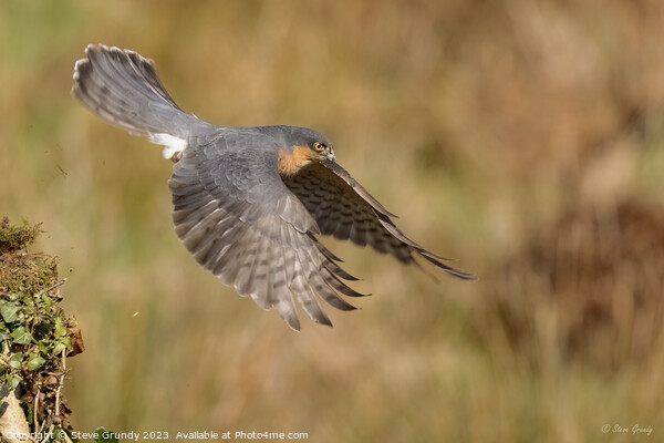 Hunting Male Sparrowhawk Picture Board by Steve Grundy