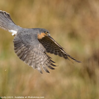 Buy canvas prints of Hunting Male Sparrowhawk by Steve Grundy