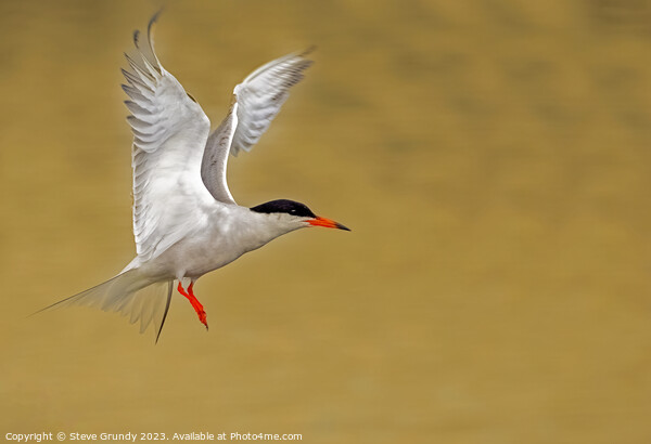 Common Tern Taking Flight  Picture Board by Steve Grundy