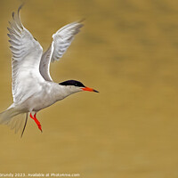 Buy canvas prints of Common Tern Taking Flight  by Steve Grundy