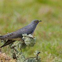 Buy canvas prints of Perched Cuckoo by Steve Grundy