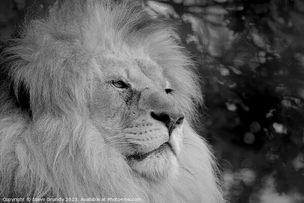 Regal Gaze: The Magnificent Lion Picture Board by Steve Grundy