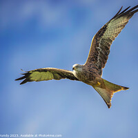 Buy canvas prints of Acrobatic Red Kite by Steve Grundy