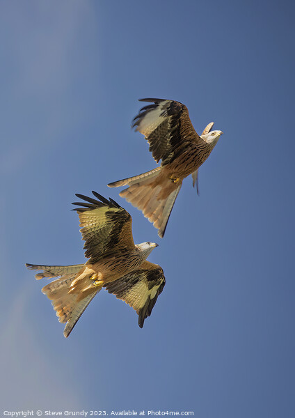 Skyward Soaring Red Kites: Aerial Mastery Display Picture Board by Steve Grundy