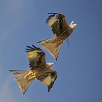 Buy canvas prints of Skyward Soaring Red Kites: Aerial Mastery Display by Steve Grundy