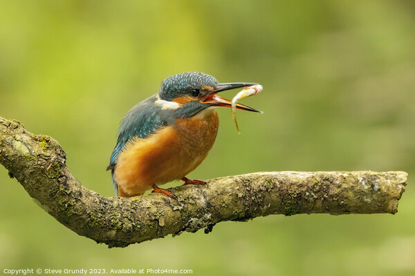 Kingfisher Fish Toss Picture Board by Steve Grundy