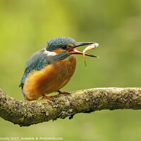 Buy canvas prints of Kingfisher Fish Toss by Steve Grundy