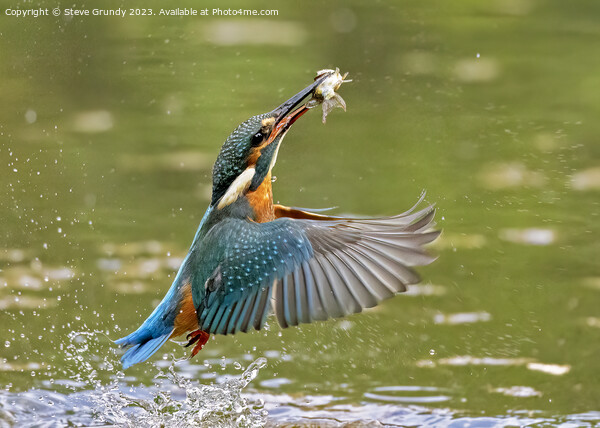 Kingfisher emerging with fish Picture Board by Steve Grundy