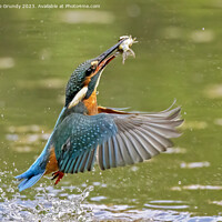Buy canvas prints of Kingfisher emerging with fish by Steve Grundy