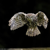 Buy canvas prints of Little Owl, incomming by Steve Grundy