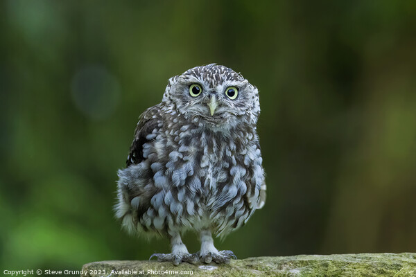 Cute Little Owl Staring Picture Board by Steve Grundy