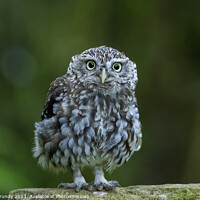 Buy canvas prints of Cute Little Owl Staring by Steve Grundy