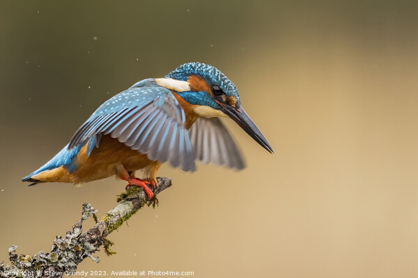 Kingfisher about to dive  Picture Board by Steve Grundy