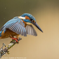 Buy canvas prints of Kingfisher about to dive  by Steve Grundy