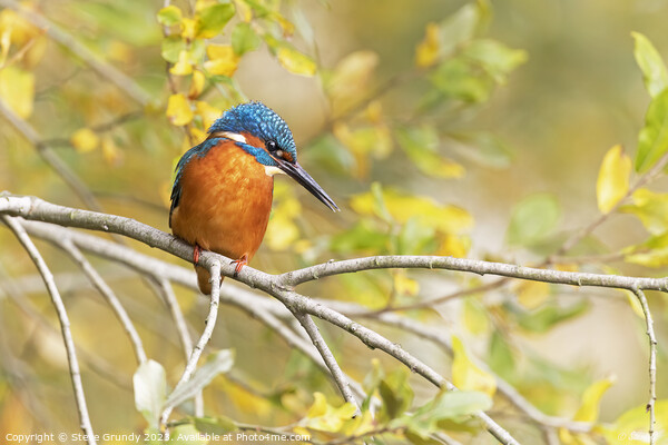 Elegant Autumnal (Fall) Kingfisher Picture Board by Steve Grundy