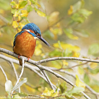 Buy canvas prints of Elegant Autumnal (Fall) Kingfisher by Steve Grundy