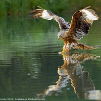 Buy canvas prints of Red Kite Fishing by Steve Grundy