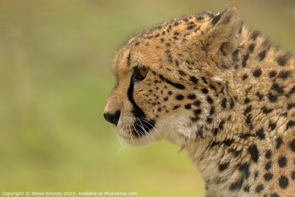 Cheetah - admiring the view Picture Board by Steve Grundy