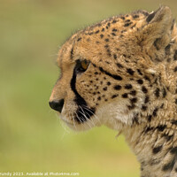 Buy canvas prints of Cheetah - admiring the view by Steve Grundy