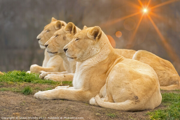 Serene Lionesses / lions Picture Board by Steve Grundy