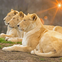 Buy canvas prints of Serene Lionesses / lions by Steve Grundy