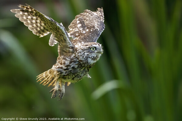 Little Owl in Flight Picture Board by Steve Grundy