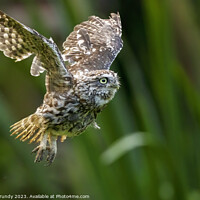 Buy canvas prints of Little Owl in Flight by Steve Grundy