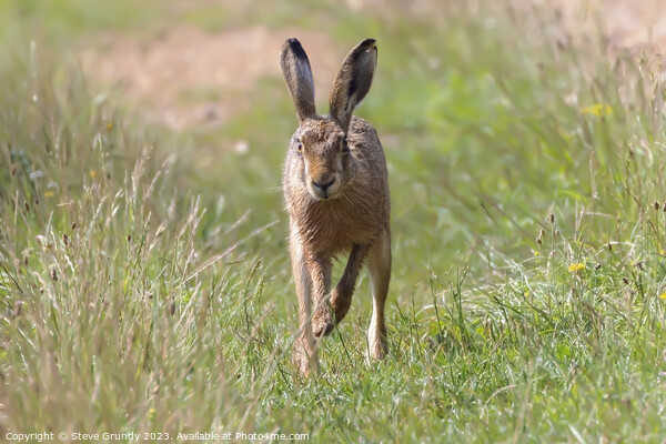 Hare in Meadow Picture Board by Steve Grundy
