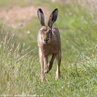 Buy canvas prints of Hare in Meadow by Steve Grundy