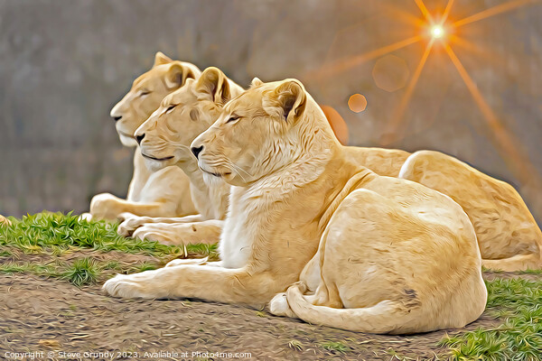 Serene Lionesses / Lions - Photo with Digital Unde Picture Board by Steve Grundy
