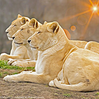 Buy canvas prints of Serene Lionesses / Lions - Photo with Digital Unde by Steve Grundy