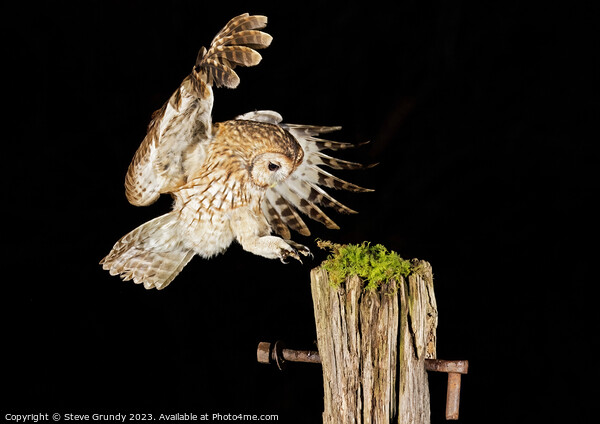Wild Tawny Owl Flying Picture Board by Steve Grundy