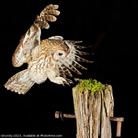 Buy canvas prints of Wild Tawny Owl Flying by Steve Grundy