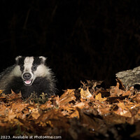 Buy canvas prints of Badger in Autumn Woodland by Steve Grundy