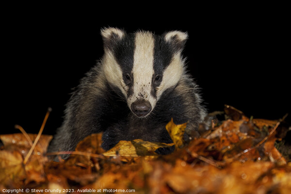 Badger Close up, in a Woodland Setting Picture Board by Steve Grundy
