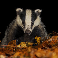 Buy canvas prints of Badger Close up, in a Woodland Setting by Steve Grundy