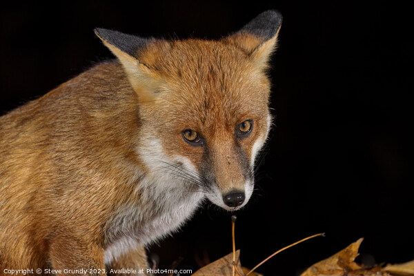 Close up of Rural Fox Picture Board by Steve Grundy