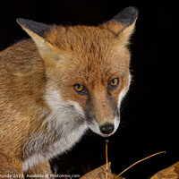 Buy canvas prints of Close up of Rural Fox by Steve Grundy