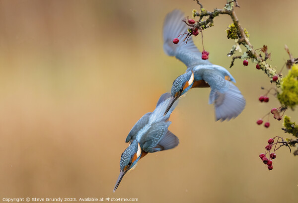 Kingfisher Dive Picture Board by Steve Grundy